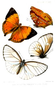 Lepidoptera1Rippon1877