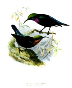 Leptocoma sericea porphyrolaema sangirensis Keulemans