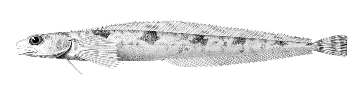 Leptoclinus maculatus