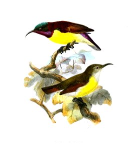 Leptocoma zeylonica Keulemans
