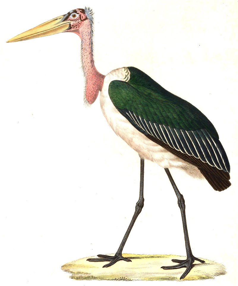 Leptoptilos crumeniferus 1838