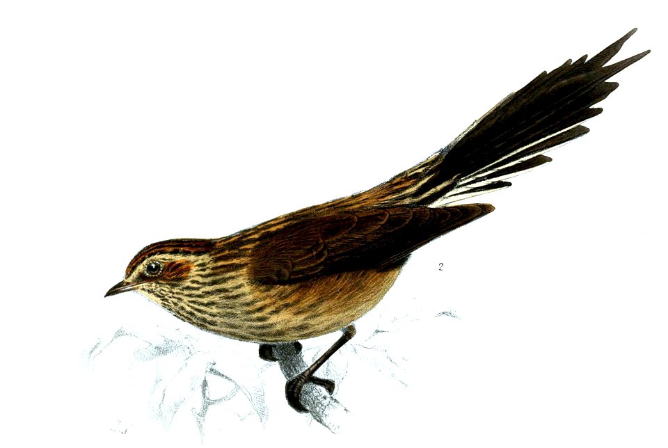 Leptasthenura andicola - Joseph Smit