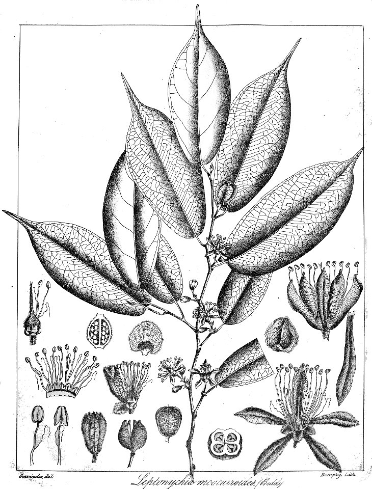 Leptonychia moacurroides Govindoo