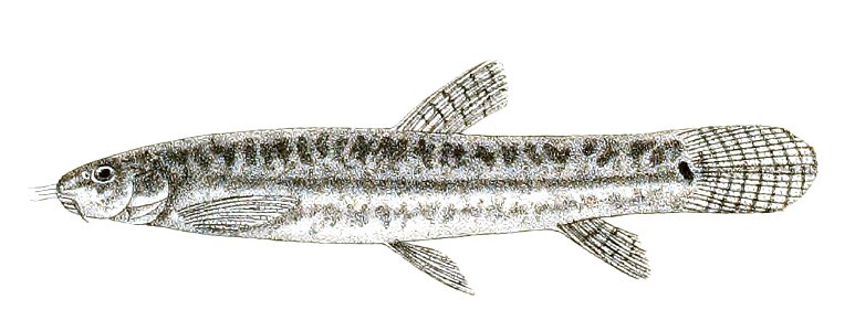 Lepidocephalichthys guntea v balgara Day 156. Free illustration for personal and commercial use.