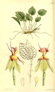 Lepanthes calodictyon - Curtis' 87 (Ser. 3 no. 17) pl. 5259 (1861)