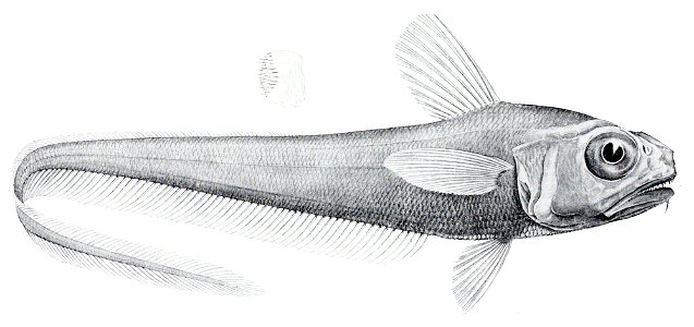 Lepidorhynchus denticulatus