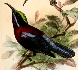 Leptocoma sericea grayi 1870
