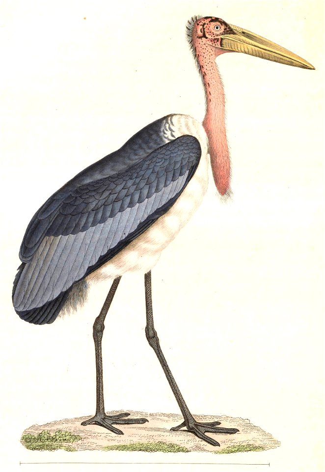 Leptoptilos dubius 1838
