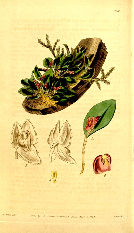 Lepanthes sanguinea - Curtis' 70 (N.S. 17) pl. 4112 (1844)