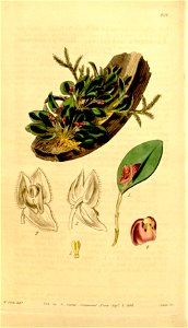 Lepanthes sanguinea - Curtis' 70 (N.S. 17) pl. 4112 (1844)