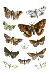Lepidoptera2ButlerPZSL1867