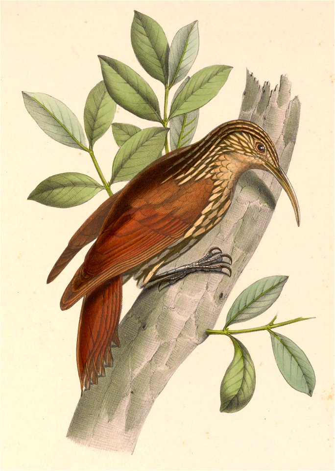 Lepidocolaptes souleyetii 1849