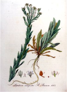 Lepidium campestre — Flora Batava — Volume v9