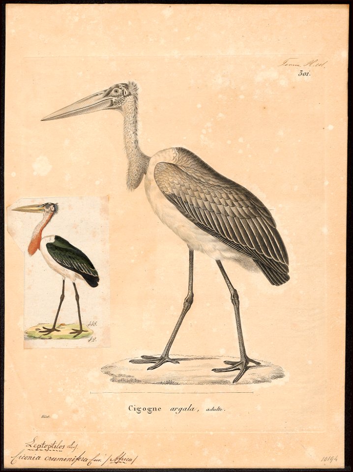 Leptoptilos crumeniferus - 1700-1880 - Print - Iconographia Zoologica - Special Collections University of Amsterdam - UBA01 IZ17600061