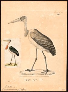 Leptoptilos crumeniferus - 1700-1880 - Print - Iconographia Zoologica - Special Collections University of Amsterdam - UBA01 IZ17600061
