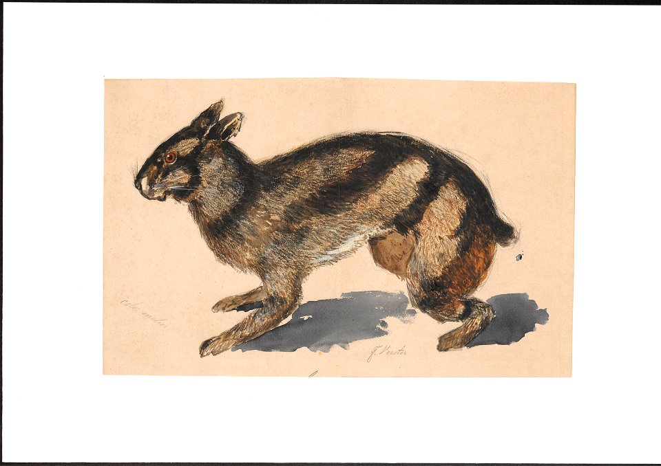 Lepus netscheri - 1884 - Print - Iconographia Zoologica - Special Collections University of Amsterdam - UBA01 IZAA100276