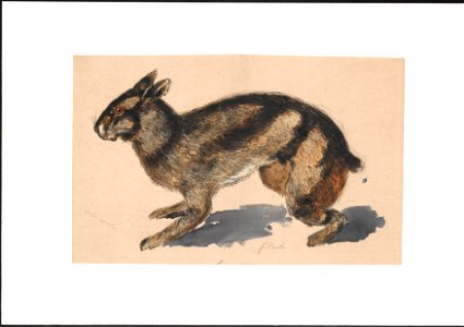 Lepus netscheri - 1884 - Print - Iconographia Zoologica - Special Collections University of Amsterdam - UBA01 IZAA100276