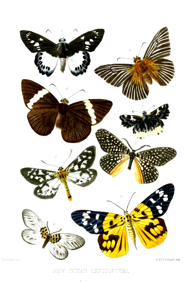 Lepidoptera4Cooke
