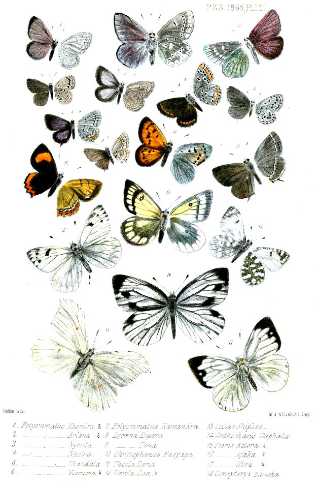 Lepidoptera2Cooke