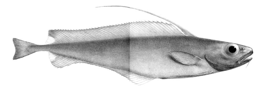 Lepidion ensiferus