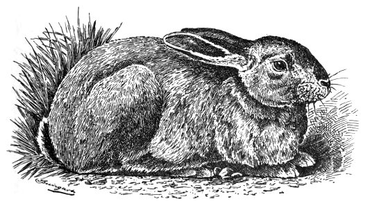 Leporide (Jean Bungartz, Kaninchenrassen, 1902, p085)
