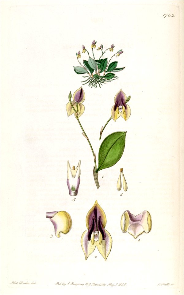 Lepanthes tridentata - Edwards vol 21 pl 1762 (1836)