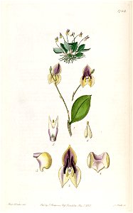 Lepanthes tridentata - Edwards vol 21 pl 1762 (1836)