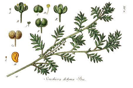Lepidium didymum - Deutschlands flora in abbildungen nach der natur - vol. 16 - t. 53. Free illustration for personal and commercial use.