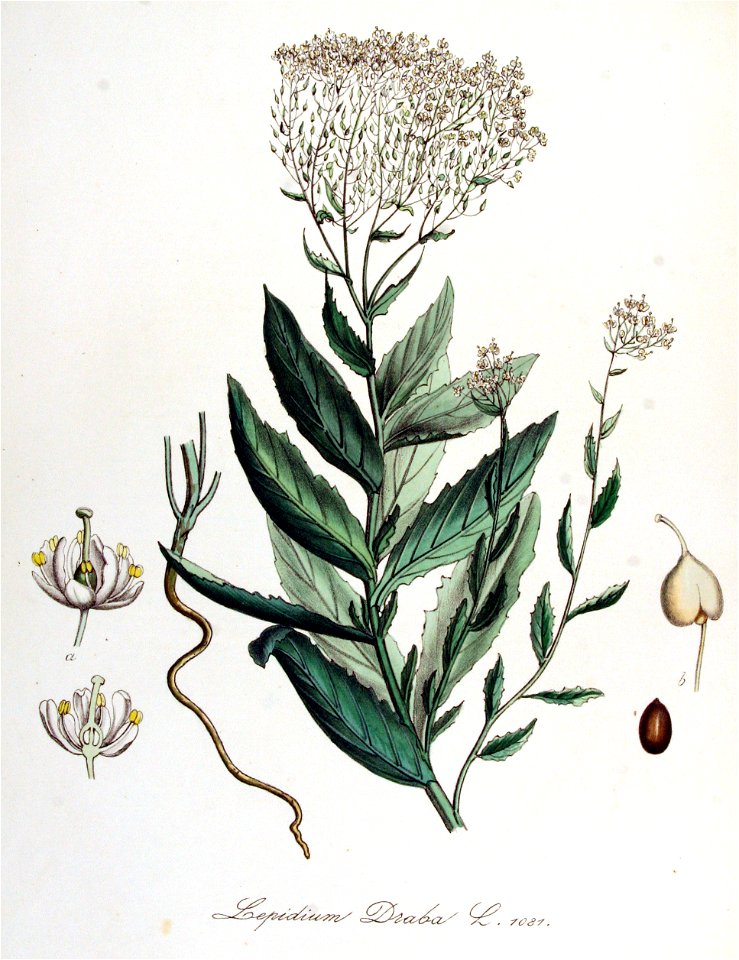 Lepidium draba — Flora Batava — Volume v14