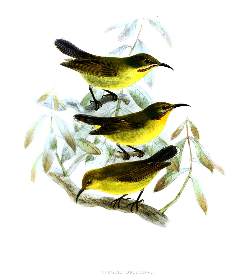Leptocoma sericea sangirensis Keulemans