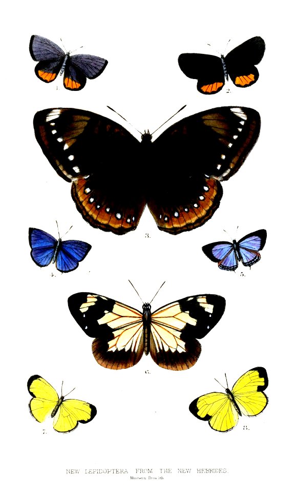 LepidopteraHebrides