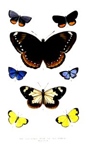 LepidopteraHebrides