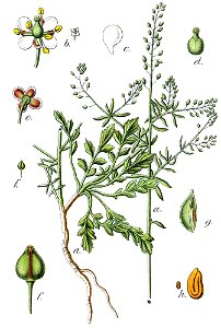 Lepidium graminifolium Sturm22