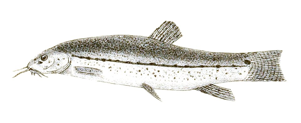 Lepidocephalichthys berdmorei Day 153