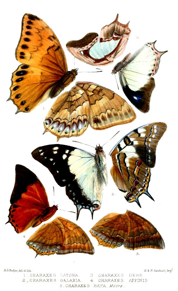Lepidoptera2Butler