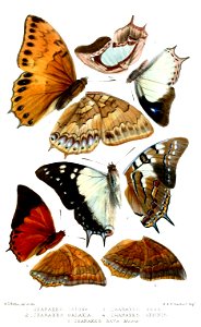 Lepidoptera2Butler