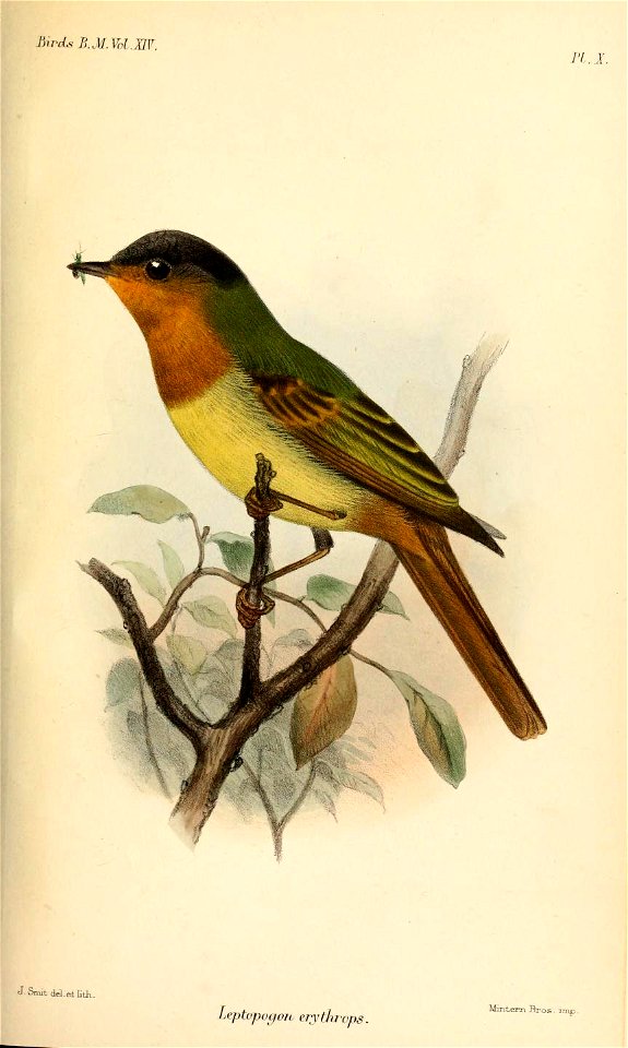 LeptopogonErythropsSmit
