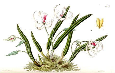 Leptotes bicolor - Edwards vol 19 pl 1625 (1833). Free illustration for personal and commercial use.
