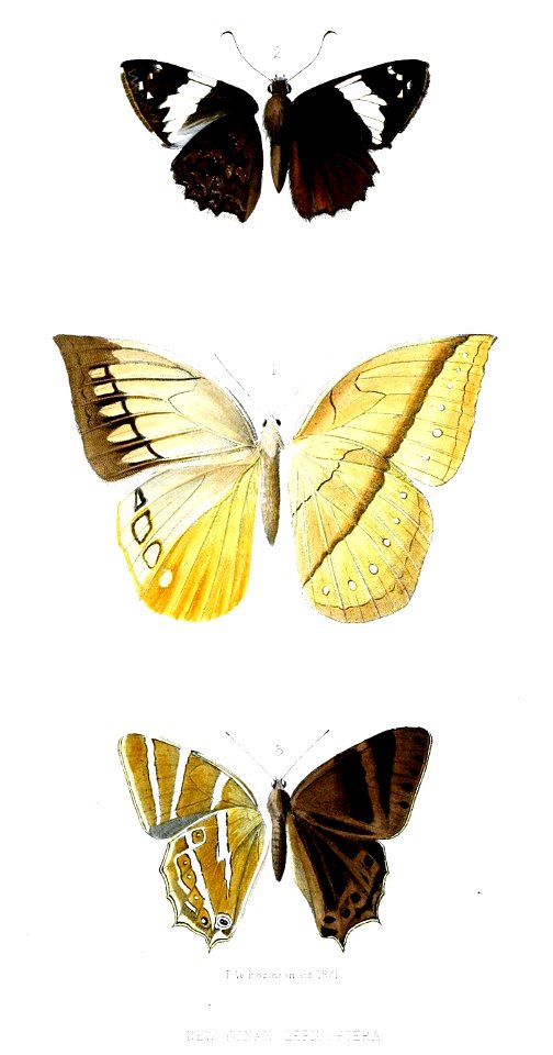 Lepidoptera1Robinson1871