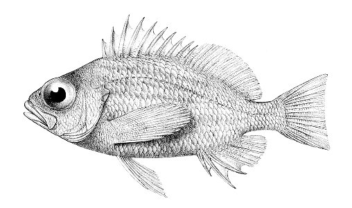 Lepidoperca inornata