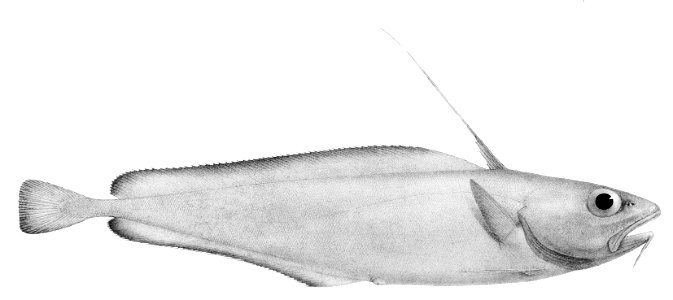 Lepidion inosimae