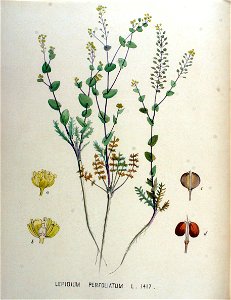 Lepidium perfoliatum — Flora Batava — Volume v18. Free illustration for personal and commercial use.