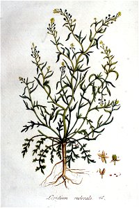 Lepidium ruderale — Flora Batava — Volume v1