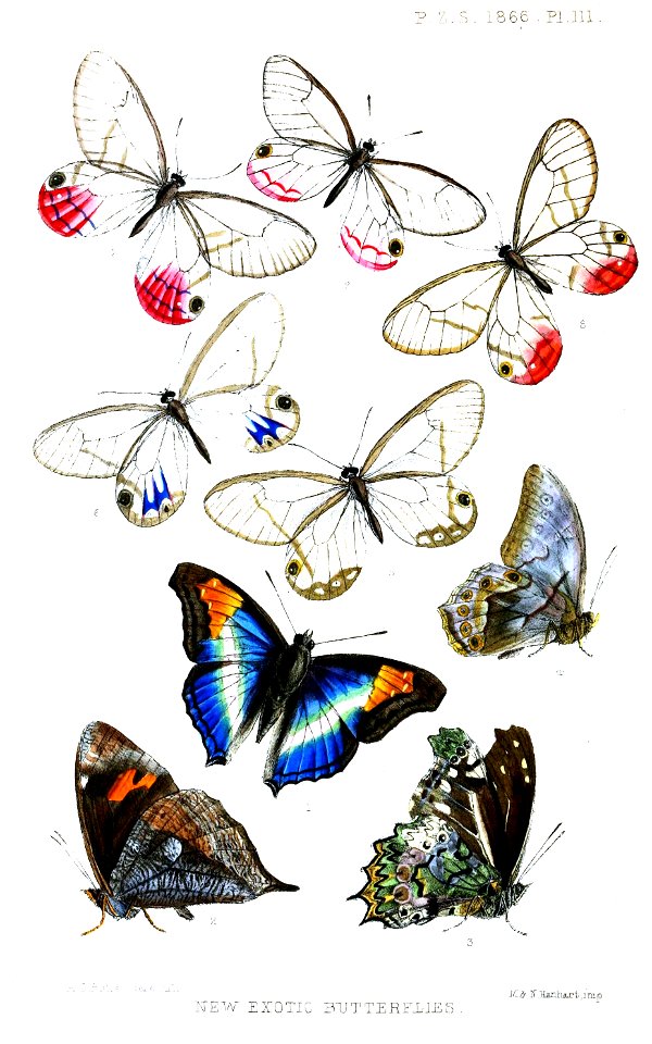 Lepidoptera1ButlerPZSL1866