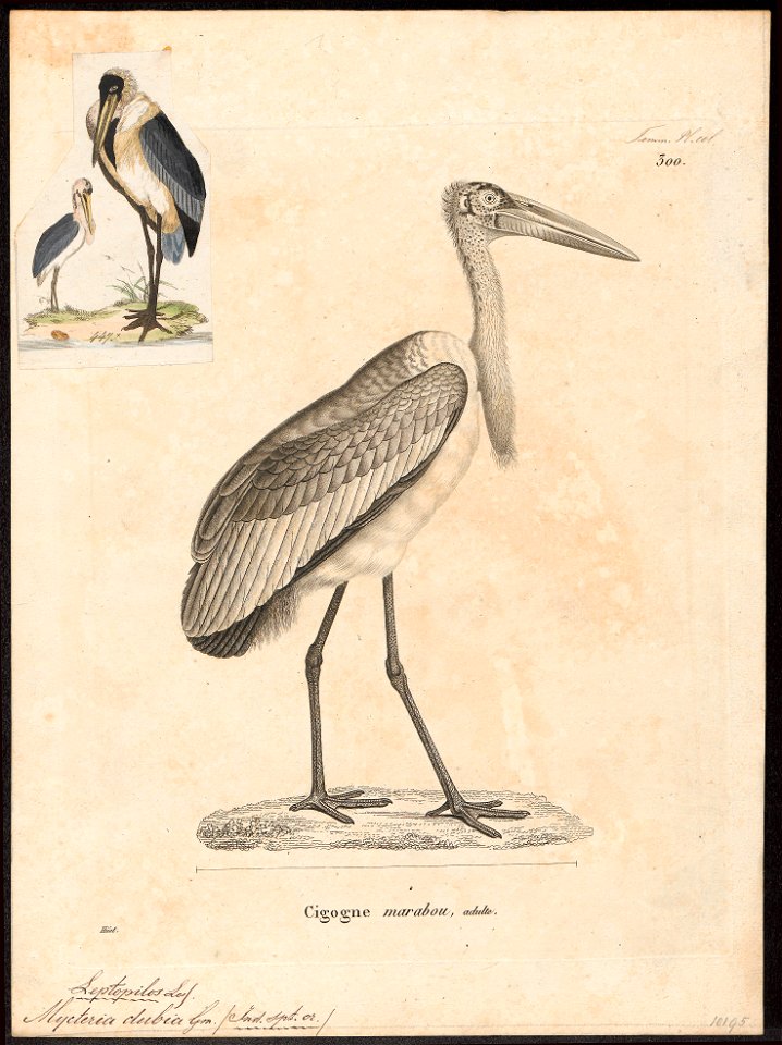 Leptoptilos javanicus - 1700-1880 - Print - Iconographia Zoologica - Special Collections University of Amsterdam - UBA01 IZ17600065
