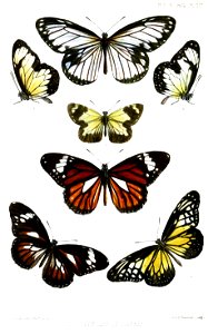 Lepidoptera2ButlerPZSL1866