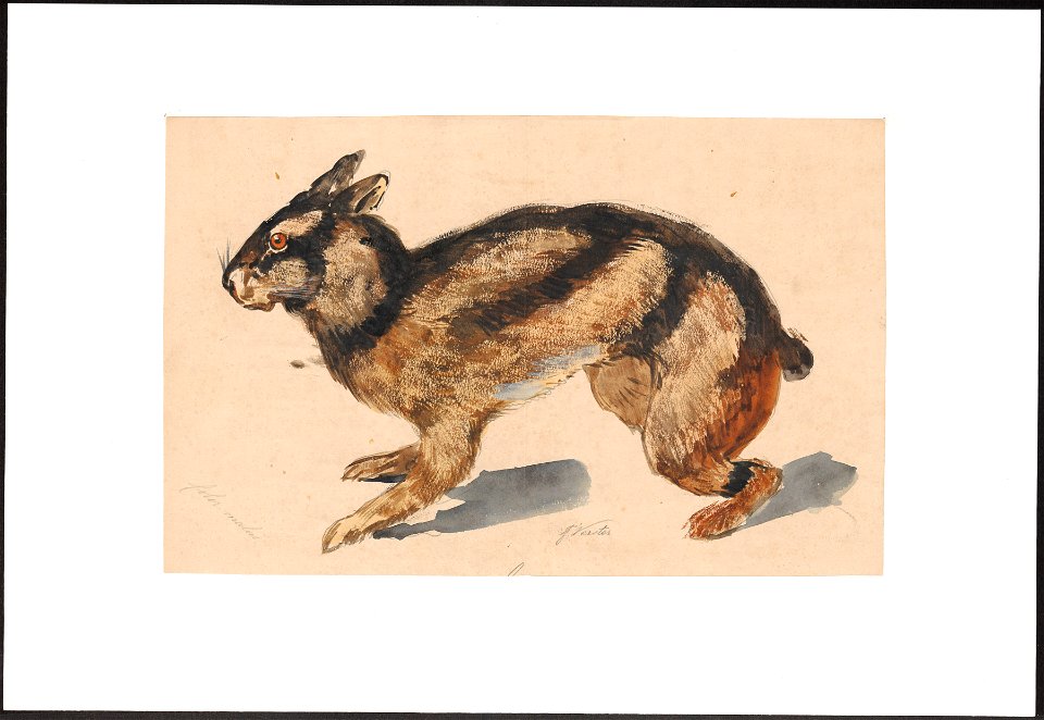 Lepus netscheri - 1884 - Print - Iconographia Zoologica - Special Collections University of Amsterdam - UBA01 IZAA100274