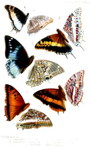 Lepidoptera1Butler