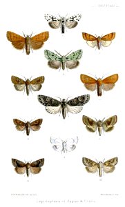 Lepidoptera2Frohawk1889