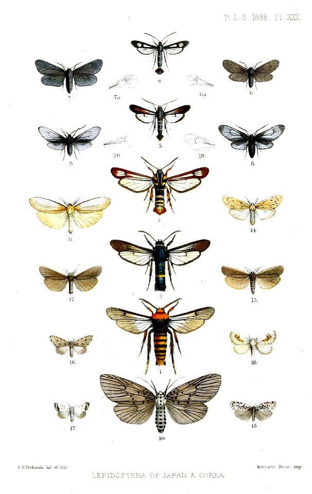 LepidopteraFrohawk1888